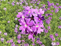 Moss Eisenkraut Eisenkraut tenuisecta Blumensamen zur Aussaat Blume Beet und Garten