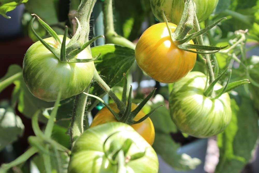 Green Zebra Tomate Samen zum Pflanzen  Traditionell Gemüse Garden Samen