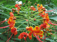 Caesalpinia Pulcherrima Blumensamen zur Aussaat – sonnenliebend – Traditionssorte & ohne Gentechnik Samen Hausgarten