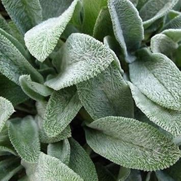 Grün lambs ear blume samen for anpflanzung - shade tolerant, heirloom & gmo free samen for home garten
 
 sale for anpflanzung in home garten.