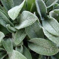 Grün lambs ear blume samen for anpflanzung - shade tolerant, heirloom & gmo free samen for home garten
 
 sale for anpflanzung in home garten.