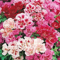 Godetia Blumensamen zur Aussaat – sonnenliebend – Traditionssorte & ohne Gentechnik Samen Hausgarten
