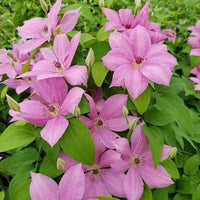 Clematis baby rosa blume samen for anpflanzung - perfect for borders, heirloom & gmo free samen for home garten
 
 sale for anpflanzung in home garten.