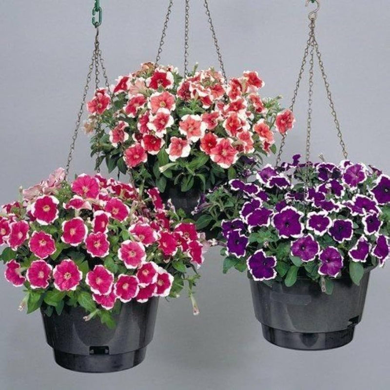 Flix mix petunia petunia for anpflanzung in blume bed