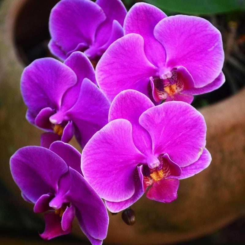 Phalaenopsis (phalaenopsis blume) samen for anpflanzung in home garten
