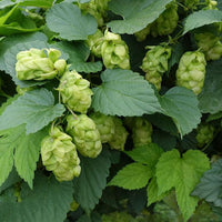 Grün Humulus Lupulus Blumensamen zur Aussaat – Schnitt Blume beliebt – Traditionssorte & ohne Gentechnik Samen Hausgarten