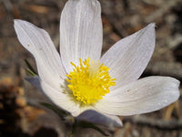 Weiß Anemone Pulsatilla Blumensamen zur Aussaat leuchtend Traditionssorte & ohne Gentechnik Samen Hausgarten