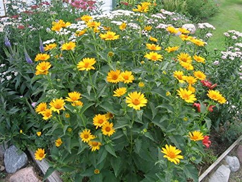 Sommer Sonne Sundrops Gelb Samen leuchtend Gelb Blumen