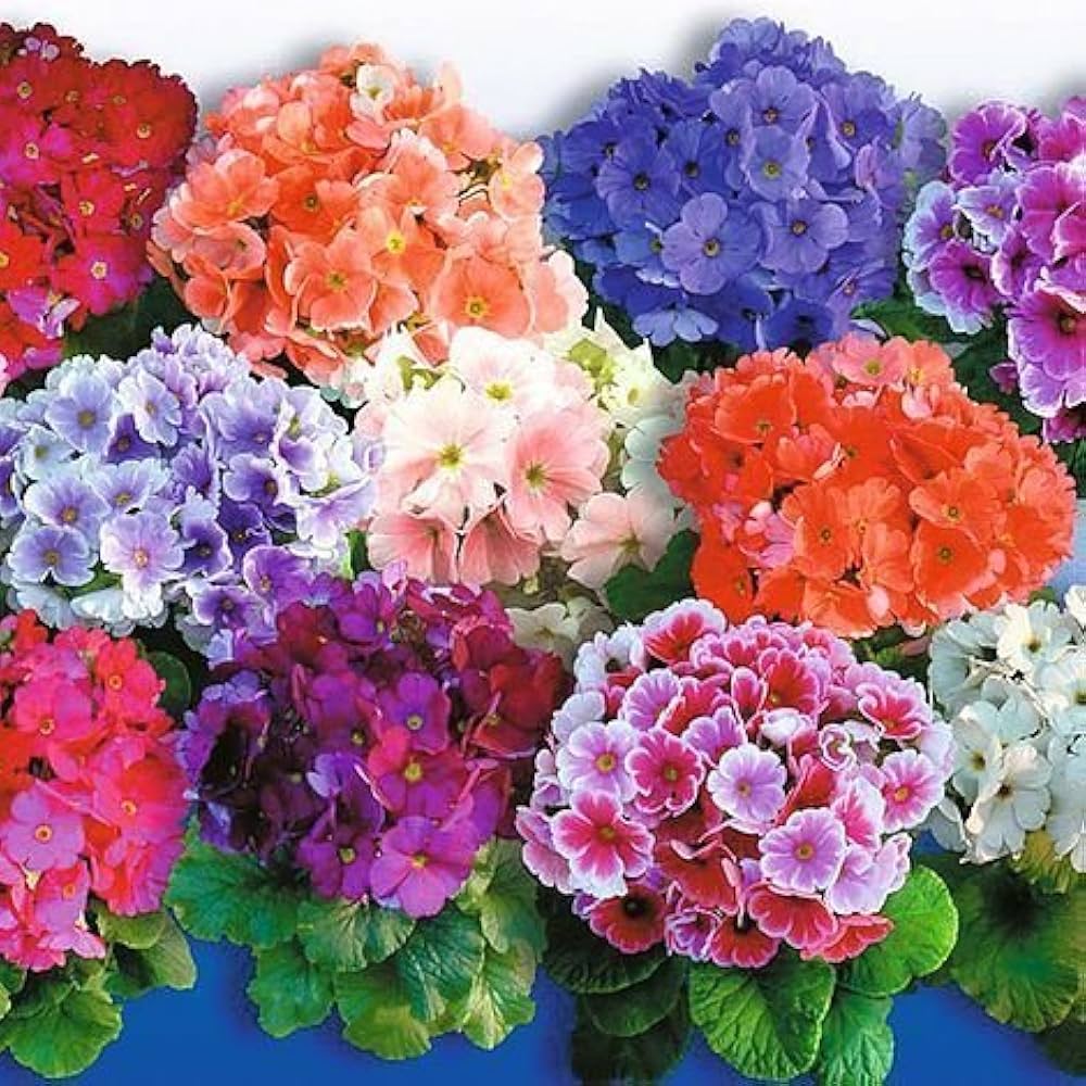 Obconica Blumensamen zur Aussaat – lang Blüte Saison – Traditionssorte & ohne Gentechnik Samen Hausgarten