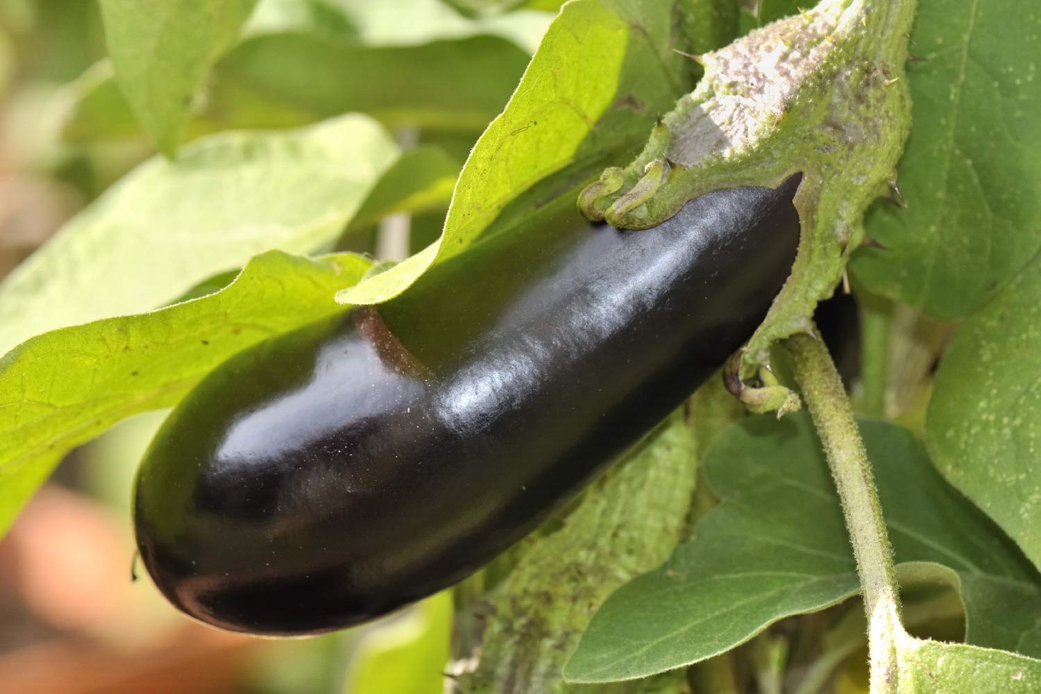 SAFLAX Eggplant Samen für einfache Aussaat  Grow Your Own Gemüses