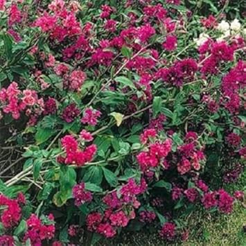 Rosa clarkia blume samen for anpflanzung - compact growth, heirloom & gmo free samen for home garten
sale for anpflanzung in home garten.