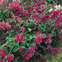 Rosa clarkia blume samen for anpflanzung - compact growth, heirloom & gmo free samen for home garten
 
 sale for anpflanzung in home garten.