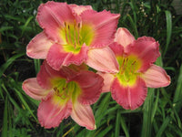 Rosa Hemerocallis Blumensamen zur Aussaat saisonal Dauerblüher Traditionssorte & ohne Gentechnik Samen Hausgarten