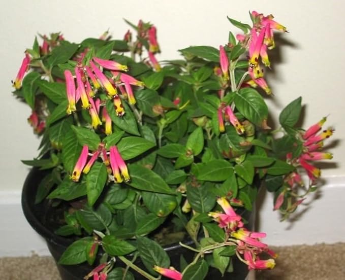 Cuphea Ignea Rose Blumensamen zur Aussaat Blume Beet