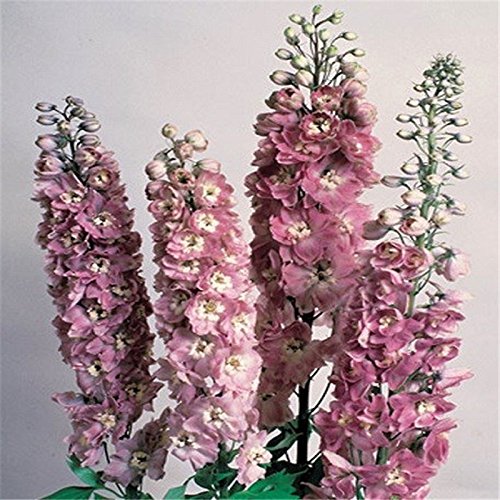 Delphinium Samen Blume Pflanze zur Aussaat Hausgarten Border
