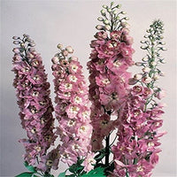 Delphinium Samen Blume Pflanze zur Aussaat Hausgarten Border
