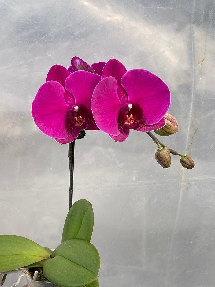 Rosa Hydroponic Orchidee Blumensamen zur Aussaat – saisonal Dauerblüher – Traditionssorte & ohne Gentechnik Samen Hausgarten