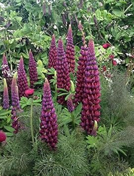 Lila lupine blume samen for anpflanzung - shade tolerant, heirloom & gmo free samen for home garten
 
 sale for anpflanzung in home garten