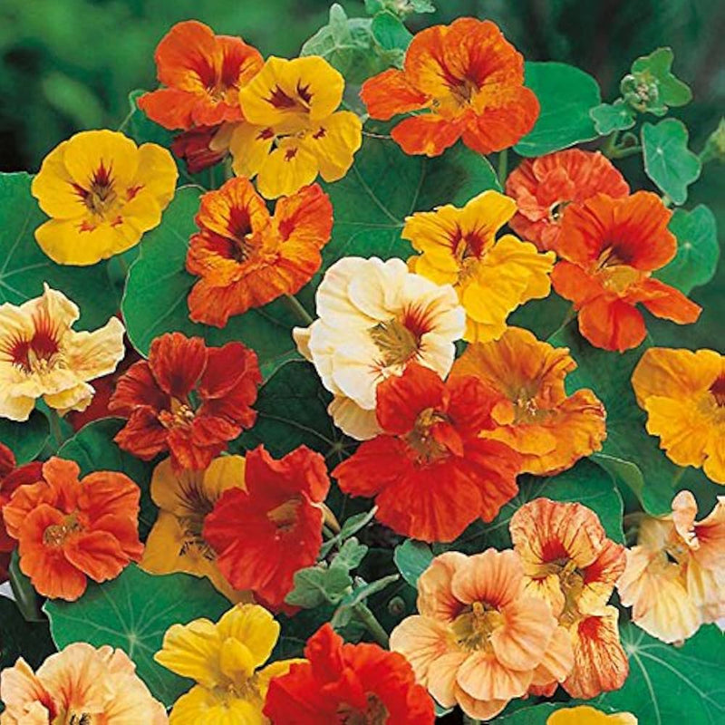 Nasturzio jewel mix samen edible and ornamental blumen