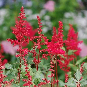 Astilbe blume astilbe spp. for anpflanzung in blume bed