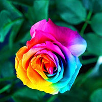 Holland Rainbow Rose Blumensamen – selten Multicolor Garten Blüte