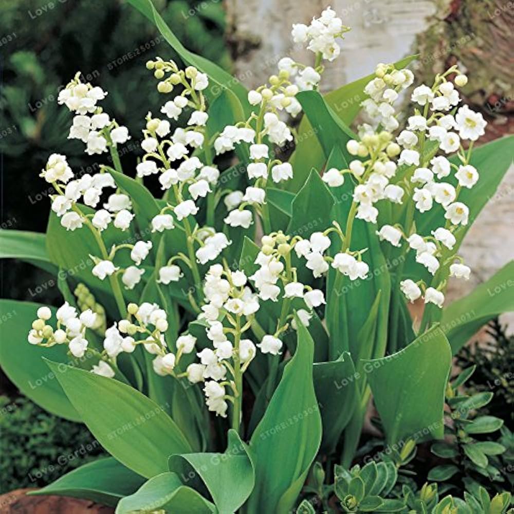 Lilie the Valley Samen zur Aussaat Convallaria Majalis Halbschatten Garten Blume border