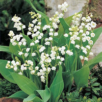 Lilie the Valley Samen zur Aussaat Convallaria Majalis Halbschatten Garten Blume border