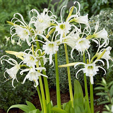 Weiß Lycoris Radiata Blumensamen – elegant Samen zur Aussaat für wunderschöne Gärten
