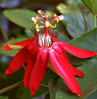Passiflora Coccinea Blumensamen zur Aussaat Landhaus Garten wichtig Traditionssorte & ohne Gentechnik Samen Hausgarten