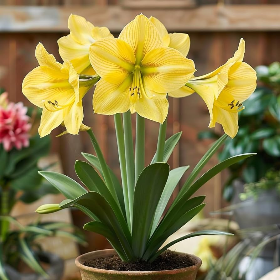 Gelb Ritterstern Blumensamen Wildblume Mischung Traditionssorte & ohne Gentechnik Samen Hausgarten