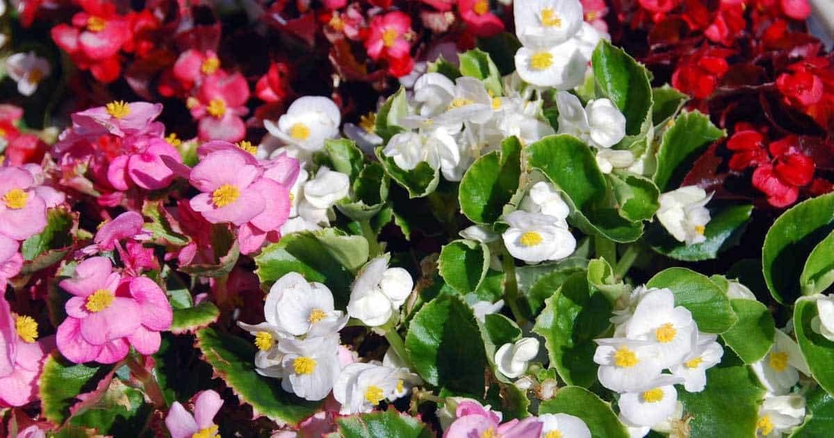 Mixed begonia blume samen for anpflanzung - long bloom season, heirloom & gmo free samen for home garten
 
 sale for anpflanzung in home garten