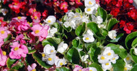 Mixed begonia blume samen for anpflanzung - long bloom season, heirloom & gmo free samen for home garten
 
 sale for anpflanzung in home garten