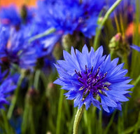 Kinlochruel Kinlochruel spp Pflanze Samen zur Aussaat Hausgarten