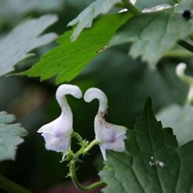 Swan (swan blume) samen for anpflanzung in home garten