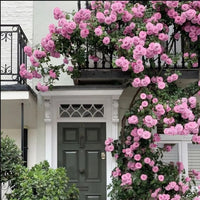 Rosa Away Rose Blumensamen zur Aussaat kompakt Wuchs Traditionssorte & ohne Gentechnik Samen Hausgarten