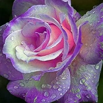 Lila rosa rose blume samen for anpflanzung - fragrant blossoms, heirloom & gmo free samen for home garten
 
 sale for anpflanzung in home garten
