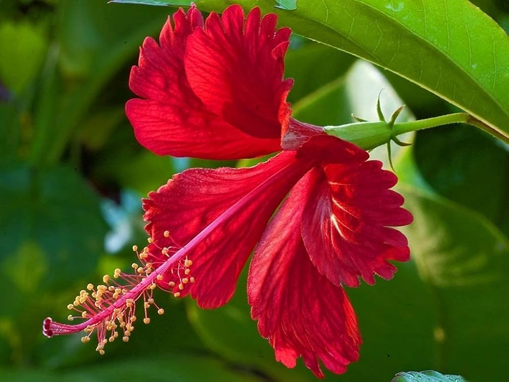 Gemischt Hibiskus Blumensamen zur Aussaat – sonnenliebend – Traditionssorte & ohne Gentechnik Samen Hausgarten