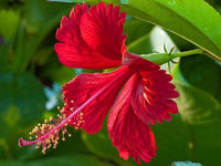 Gemischt Hibiskus Blumensamen zur Aussaat – sonnenliebend – Traditionssorte & ohne Gentechnik Samen Hausgarten