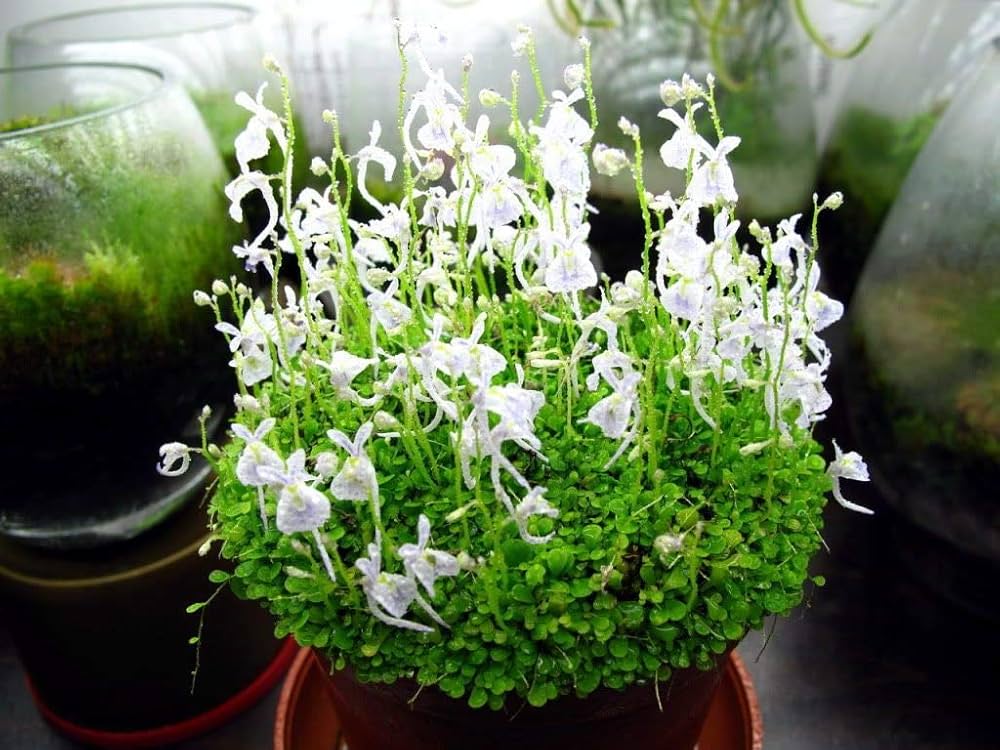 Utricularia Sandersonii Blumensamen – Traditionssorte ohne Gentechnik robust Blüten Haus & Garten Aussaat