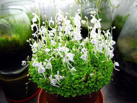 Utricularia Sandersonii Blumensamen – Traditionssorte ohne Gentechnik robust Blüten Haus & Garten Aussaat