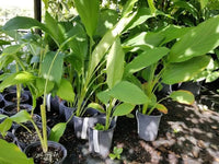 selten Rhizoma Curcuma Blumensamen