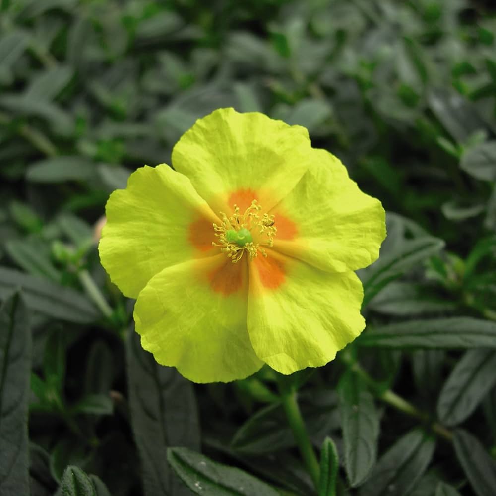 Helianthemum Helianthemum spp Blumensamen zur Aussaat Blume Beet