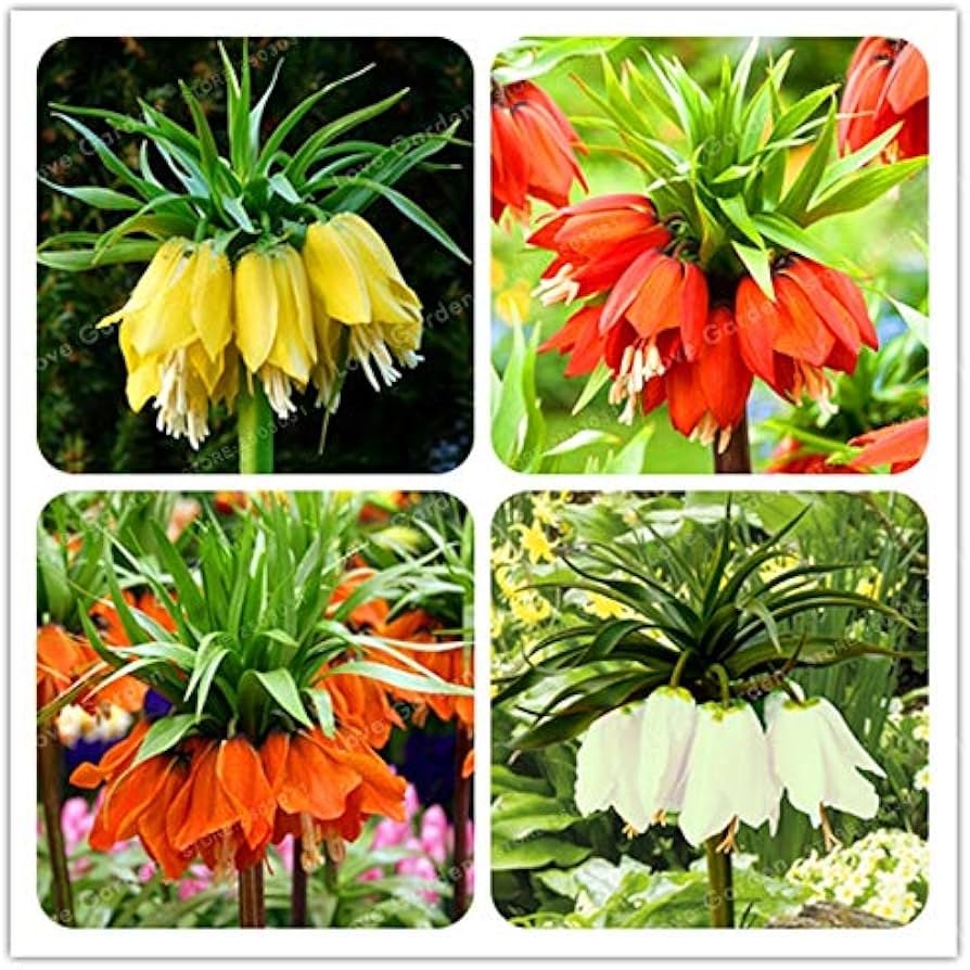 Gemischt Imperial Wang Fritillaria Blumensamen Wildblume Mischung Traditionssorte ohne Gentechnik biologisch Garten Samen zur Aussaat