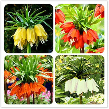 Gemischt Imperial Wang Fritillaria Blumensamen Wildblume Mischung Traditionssorte ohne Gentechnik biologisch Garten Samen zur Aussaat