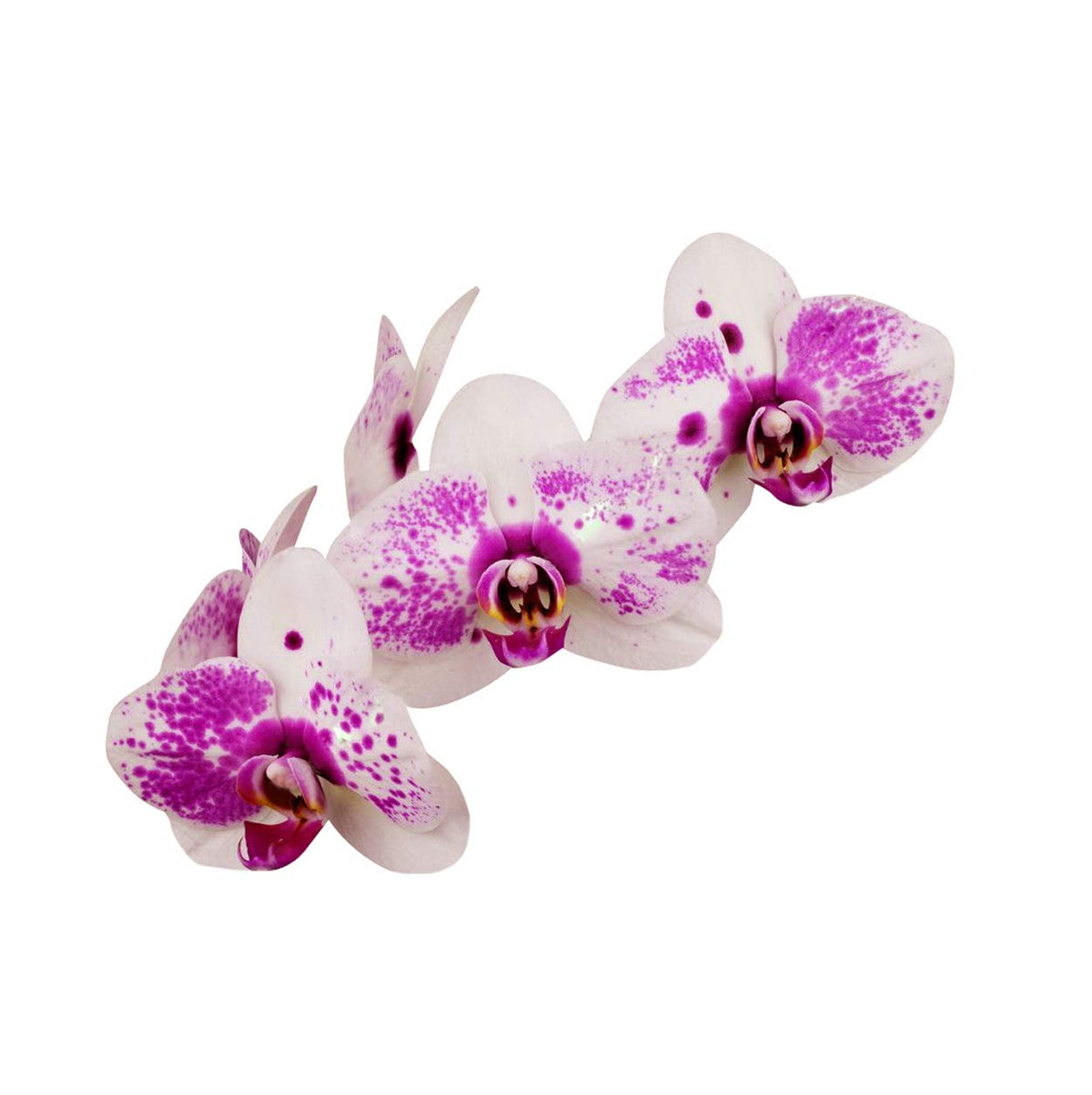Weiß (weiß violet) samen for anpflanzung in home garten