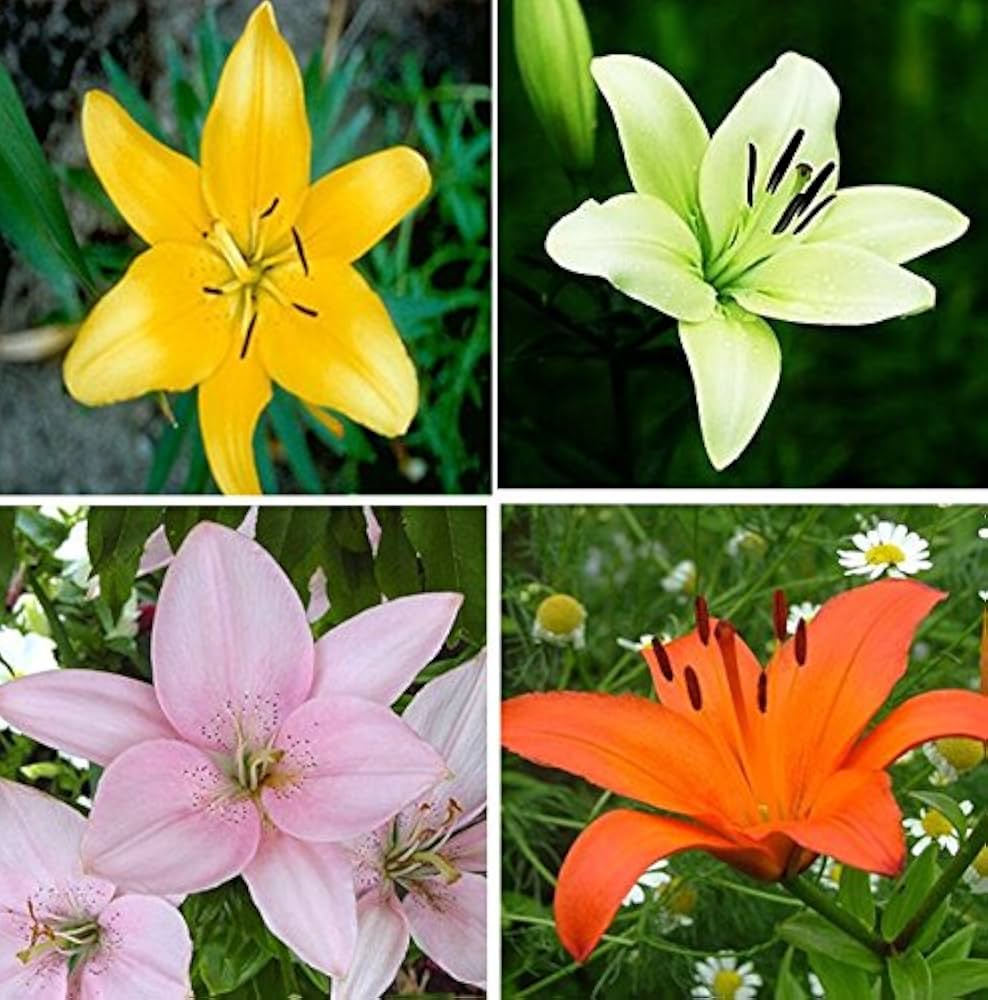 Lilly Blumensamen zur Aussaat saisonal Dauerblüher Traditionssorte & ohne Gentechnik Samen Hausgarten