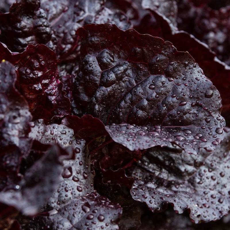 Schwarz Lettuce Samen - Ideal zum Pflanzen
