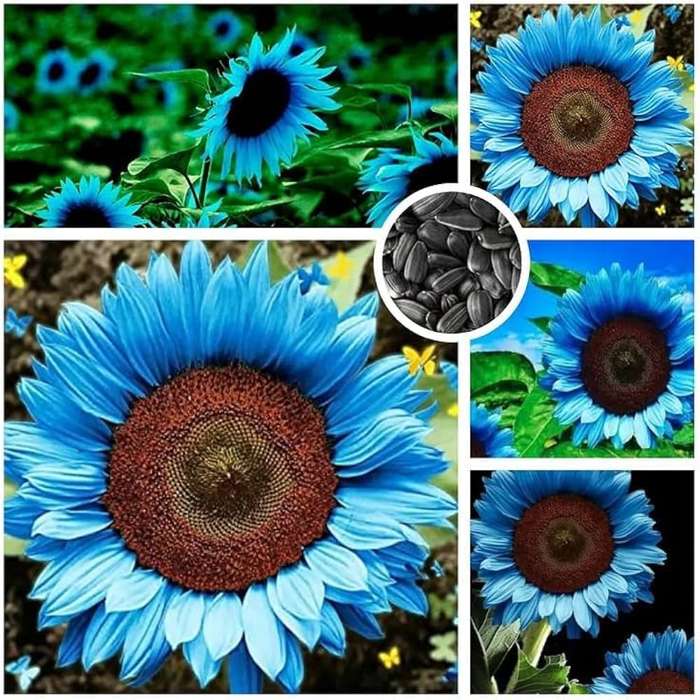 Sonnenblume Helianthus annuus Samen zur Aussaat