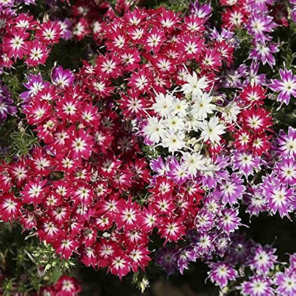 Phlox Twinkle Star Phlox paniculata Samen zur Aussaat Blume Beet