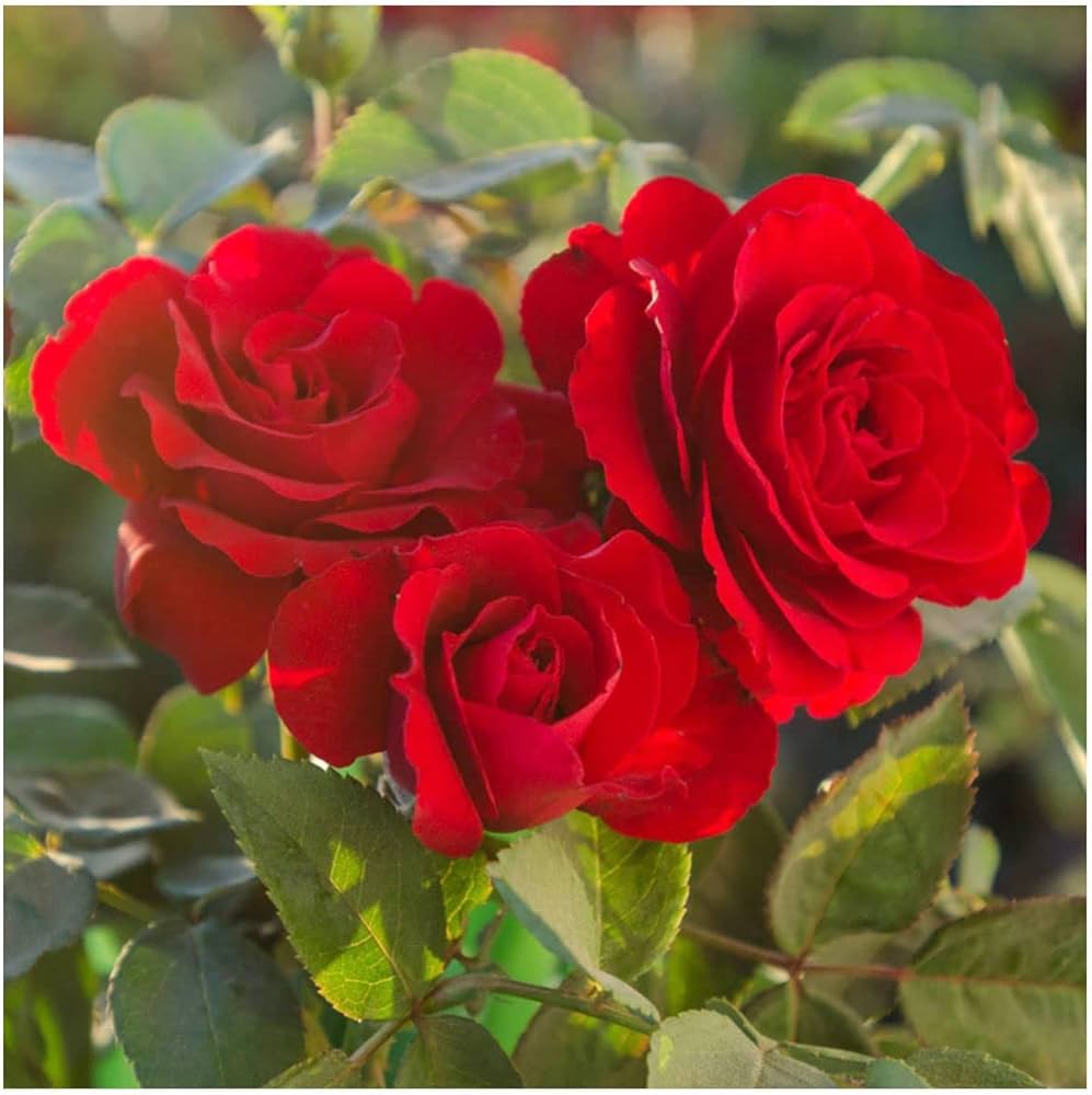 Bordeaux Rose Blumensamen zur Aussaat pflegeleicht Traditionssorte & ohne Gentechnik Samen Hausgarten